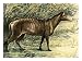 Three-Toed Hipparion from the Niobrara Beds in South Dakota, an Ancestor of the Horse Giclee Poster Print, 16x12