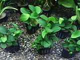 水草 生体 アヌビアスナナ プチ ポット入り 【ネットファームジャパン】