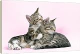 20 Inch Box Canvas (51cm) Tabby Cat - x2 kittens, one grooming the other. by Ardea