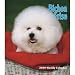 Bichon Frise 2009 Hardcover Weekly Engagement Calendar