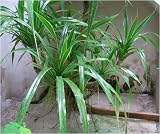 Eigenschaften Seedeo  / Schraubenbaum (Pandanus utilis) 5 Korn