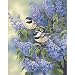 Chickadees-Medium Paint By Numb