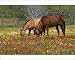 Photographic Prints of Quarter Horse in from Danita Delimont