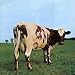 Atom Heart Mother