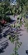 Green Gage Plum Tree Five Gallon