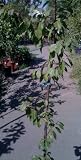 Green Gage Plum Tree Five Gallon