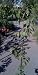 Green Gage Plum Tree Five Gallon