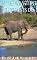 In the Way Elephants Do