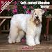 2009 Softcoat Wheaten Terrier Wall Calendar