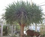 Eigenschaften Seedeo  / Drachenbaum (Dracaena draco) 6 Korn