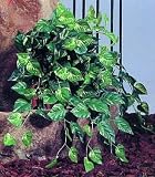 Pothosbusch grün, dicht 180 Blätter 60cm