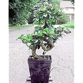 Stylized Imported Fukien Tea Bonsai Tree - Carmona