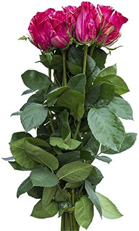 36 Stems - Fresh Cut Pink Intuition Rose (Exclusive)Bouquet from Flower Explosion.