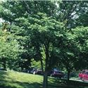 JAPANESE ELM - 10 Seeds - Zelkova serrata