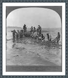 Historic Print (XL): Shad fishermen loading their half-mile of net worth $1500 for another haul, Delaware Riv