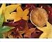 Photographic Prints of Fall leaves and from Danita Delimont