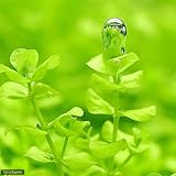 （水草）ラージパールグラス（無農薬）（１０本）　本州・四国限定[生体]