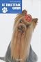 Le toilettage canin : Techniques et conseils