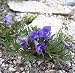 Birds Foot Violet 30 Seeds