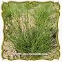 1 Lb Path Rush (Juncus tenuis) Bulk Seeds