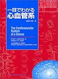 一目でわかる心血管系-