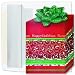 Gift of Greetings Holiday Cards -