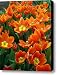 Orange Delight Canvas Print / Canvas Art - Artist Richard Roselli