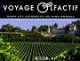Voyage olfactif dans les vignobles de vins rouges
