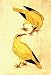Miniatures India Folk Famous Paintings Drawings with Water Color on Paper 8.75 x 7 inches
