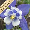Columbine Seeds