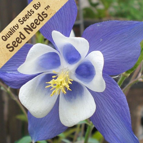 Columbine Seeds