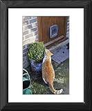 Framed Prints of JD-20868 CAT. Cat sitting by a plant pot outside its cat flap from Ardea Wildlife Pets