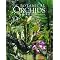 Orchids Really Are Beautiful