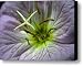 Closeup Of A Showy Evening Primrose Canvas Print / Canvas Art - Artist Amy White & Al Petteway