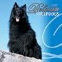 Belgian Sheepdogs 2002 Wall Calendar