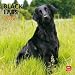 Labrador Retrievers, Black 2012 Square 12X12 Calendar by BrownTrout Publishers Inc