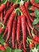 Cayenne Long Slim Hot Pepper Seeds - Capsicum Annuum - 1 Grams - Approx 150 Gardening Seeds - Vegetable Garden Seed