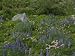Wild Flower Meadow, Teton Crest Trail Wyoming Photographic Poster Print by Raymond Gehman, 24x18