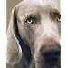 William Wegman Polaroids