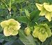 Helleborus x hyb. 'Yellow Lady' - Hellebore Helleborus x hyb. 'Yellow Lady' - Hellebore
