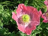 51QLGAxIwnL. SL160  Hens & Chicks Somniferum Poppy 2500 Seeds