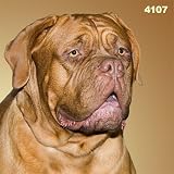 Kissen Bordeauxdogge