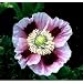 Hens & Chicks Poppy 250 Seeds - Papaver somniferum