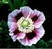 Hens & Chicks Poppy 250 Seeds - Papaver somniferum