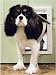 Pet Supplies : PetSafe Plastic Pet Door, Premium White, Small