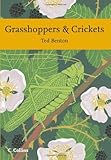 Grasshoppers & crickets