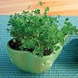 Good Luck Garden - Shamrocks