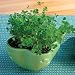 Good Luck Garden - Shamrocks