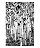 In all thy ways acknowledge him, and he shall direct thy paths. Prov.3:6 Seasons Photographic Poster Print by Margie M. Mason, 20x24