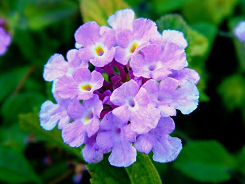 The Lantana